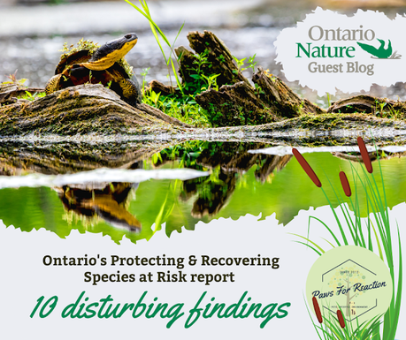 Ontario Nature Guest Blog: 10 disturbing findings from Ontario’s Protecting and Recovering Species at Risk report