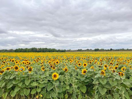 sunflower field Milton Keynes, sunflowers mk, wildflower field mk, the patch mk sunflowers, the patch mk review,