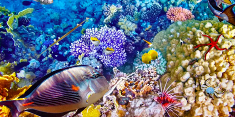 Despite Climate-Doomsaying, Great Barrier Reef’s Coral Growth Soars To Record