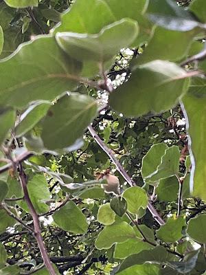 Tree Following August 2022 - The Quince Count continues