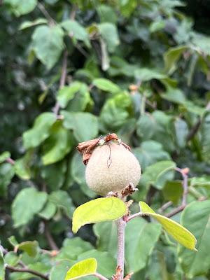 Tree Following August 2022 - The Quince Count continues