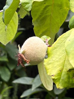 Tree Following August 2022 - The Quince Count continues