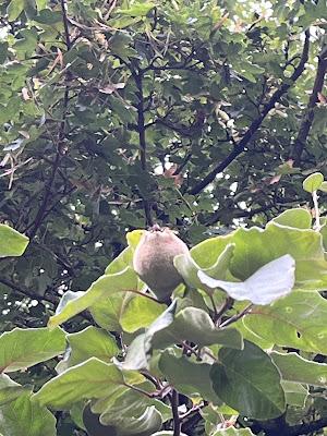 Tree Following August 2022 - The Quince Count continues