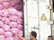 Garlic Thieves Police Cell