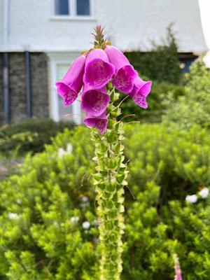 ENGLAND, A CHILDREN’S LITERATURE TOUR, Part 1, Beatrix Potter, Guest Post by Cathy Bonnell