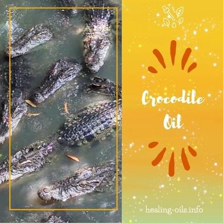 Medicinal Benefits of Crocodile Oil