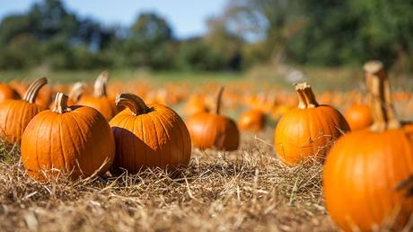 pumpkin-puns-captions