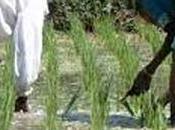 Rice Variety Released Farmers