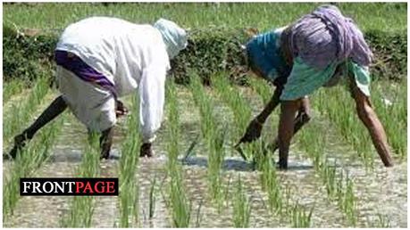 New rice variety released to farmers
