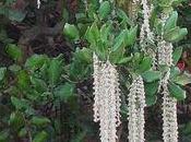 Winter Garden Foliage