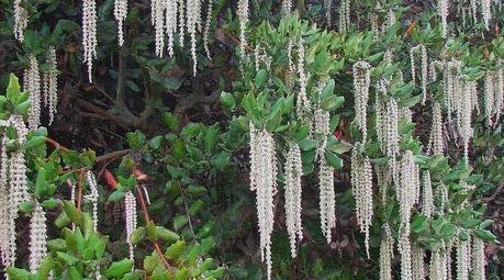 Winter Garden Foliage