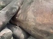 Power Line Kills Three Elephants Mihintale