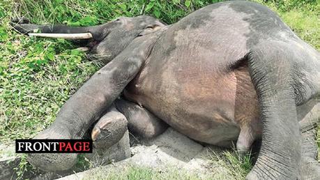 Power line kills three elephants in Mihintale