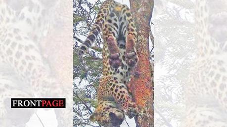 Leopard’s death probe: Anaesthetist was in fuel queue