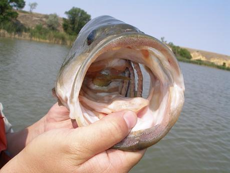 A fisherman caught a large mouth bass fish with a little fish on its throat