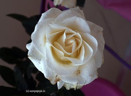 beau white rose !!