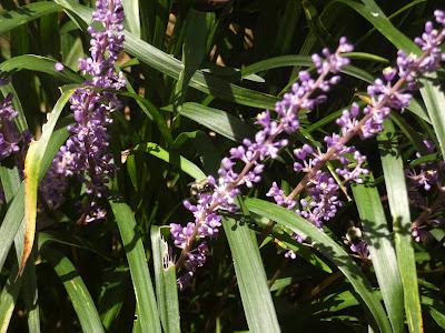 Summer Blooms