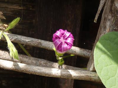 Summer Blooms