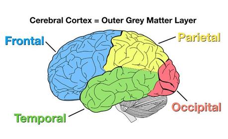 Cerebral cortex: Know your brain!