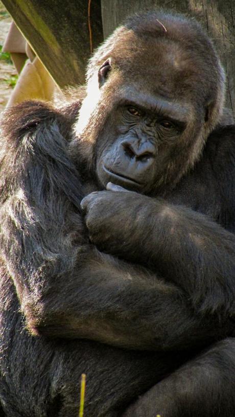 Gorilla Thinking