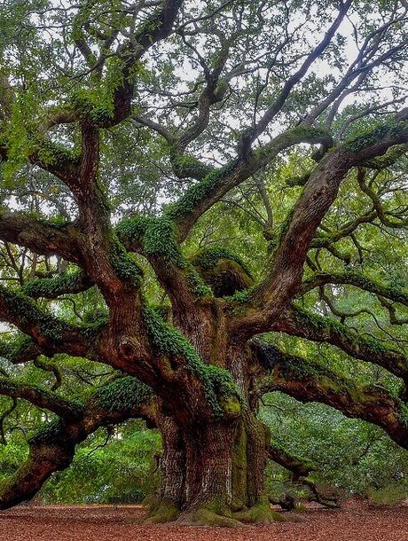 house plants that cause allergies oak tree