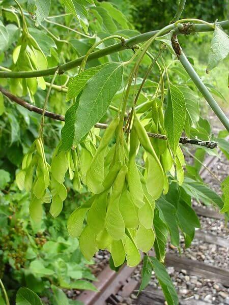 house plants that cause allergies ash leaf maple