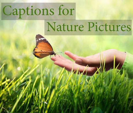 NATURE CAPTIONS FOR INSTAGRAM
