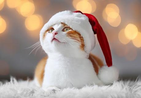 100+ Christmas Cat Puns Captions For All Cat Lovers