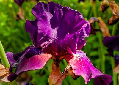 Three diverse irises