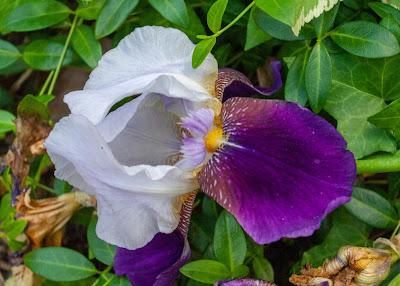Three diverse irises