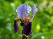 Three Diverse Irises