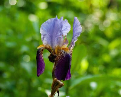 Three diverse irises