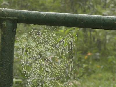 On a Misty Morning