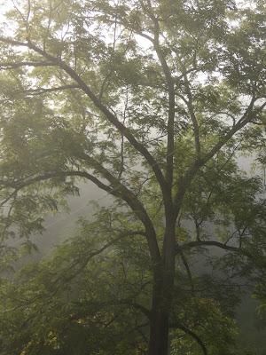 On a Misty Morning