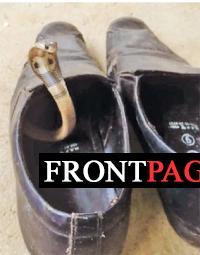 Student takes young cobra inside shoe to school