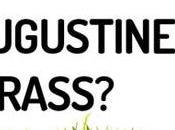 Revive Augustine Grass? Bring Back Guide
