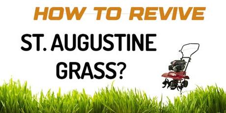 How To Revive St. Augustine Grass? Bring it Back Guide