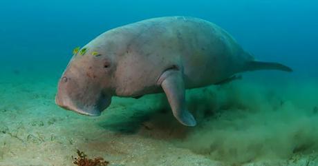 Mermaid, Undine - dugongs declared extinct !!!