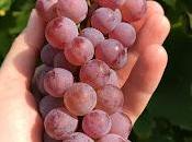 Delaware Grape with Abby Wilkens (Stamp) Lakewood Vineyards