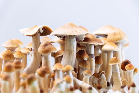 A New Use For Psilocybin?