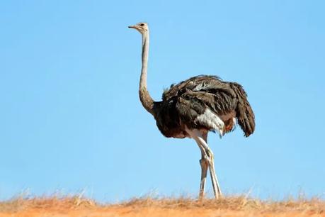 Ostrich Policy - Emu bubble burst a decade ago !!