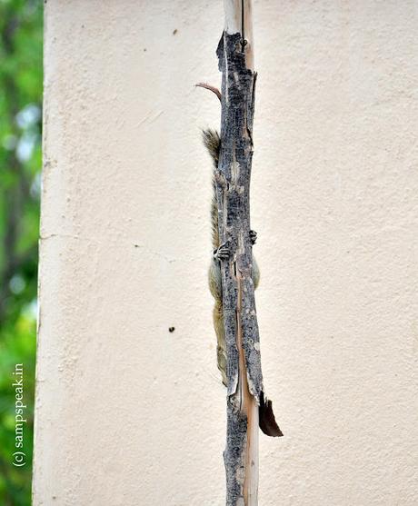 Casuarina pole and its uses - what do you see ??