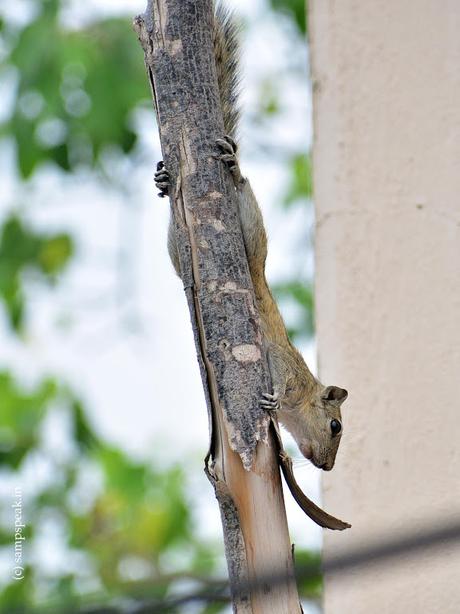 Casuarina pole and its uses - what do you see ??