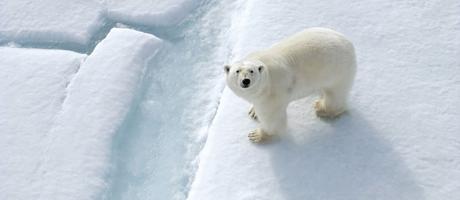 Polar Bear Spotting With Enchanting Travels: One of the trips you must book early