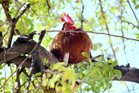 Do hens fly !! - கோழி பற பற !!