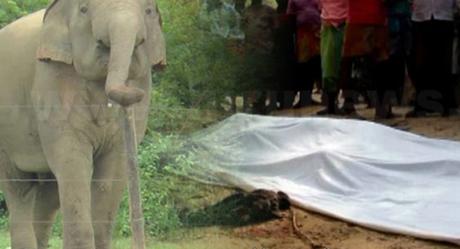 Girl dies in wild elephant attack