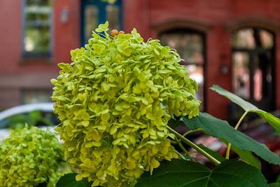 Hoboken peek-a-boo with hydrangeas