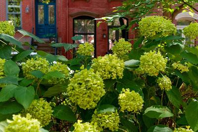 Hoboken peek-a-boo with hydrangeas