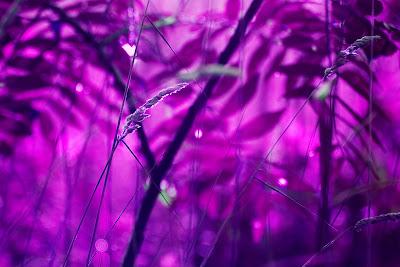 Friday Fotos: It's a purple world out there