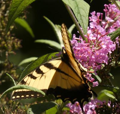 Butterflies